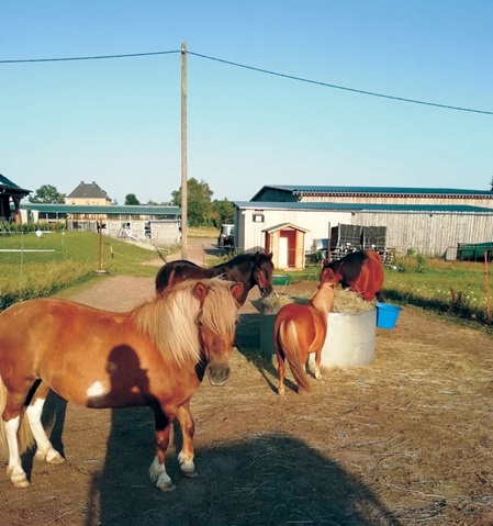 Ponyreiten 1 im Therapiezentrum für Mensch und Pferd